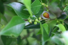 Ficus benjamina
